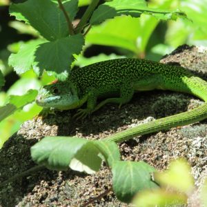 Un lézard vert