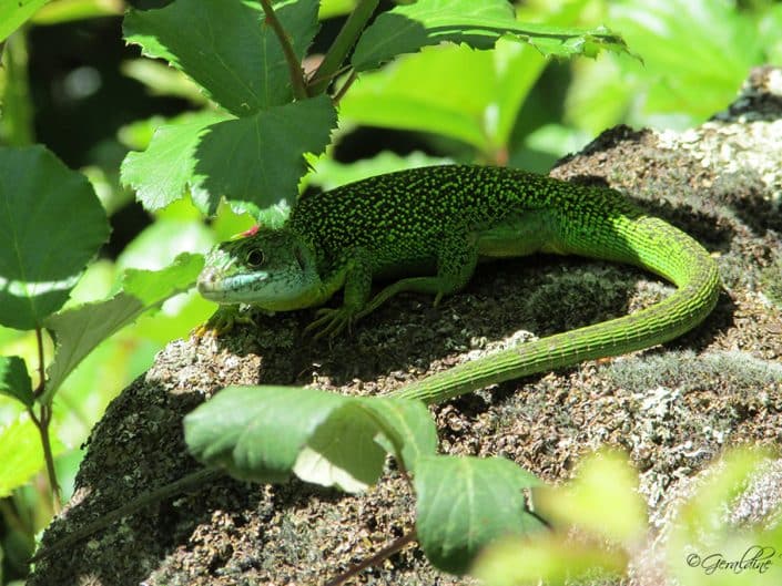 Un lézard vert