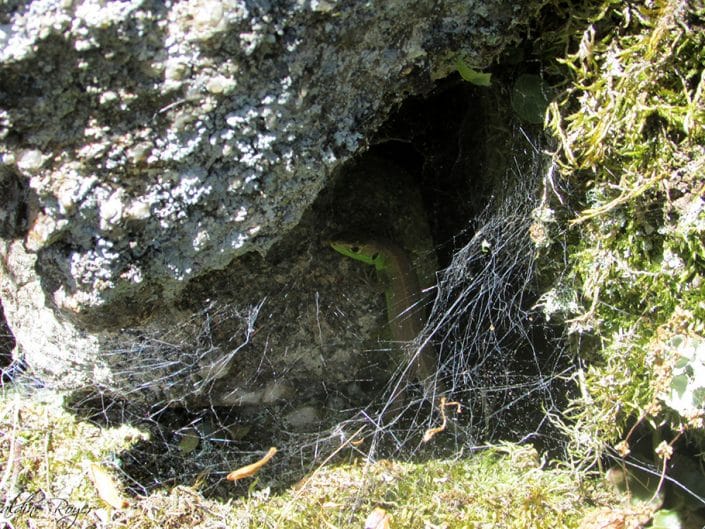 lezard vert à l'ombre des pierres