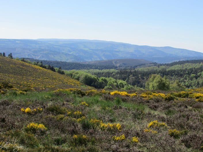 Vue sur le Mont Lozère